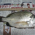 26cm，竹安河第一次釣到。