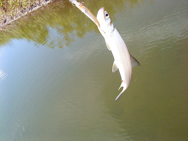 fish_DSC00076.JPG fish_DSC00076.JPG