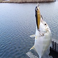 fish_DSC00079.JPG