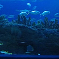 珊瑚礁舆一群魚