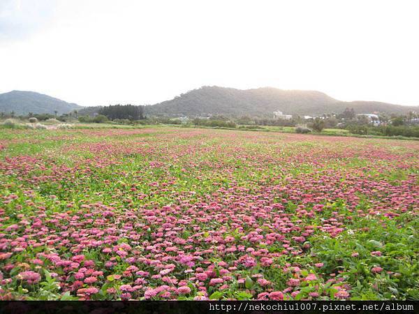 2013花海.jpg