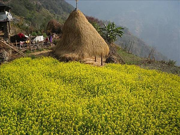 油菜花