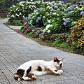 園區的貓.jpg