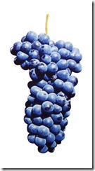 p-barbera