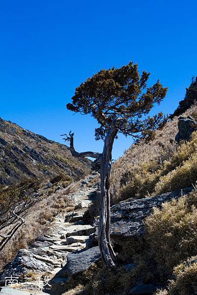 10:54 很喜歡這迎賓樹，好像舉著手，在跟經過他的旅人們，擊掌鼓勵加油^^