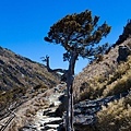 10:54 很喜歡這迎賓樹，好像舉著手，在跟經過他的旅人們，擊掌鼓勵加油^^