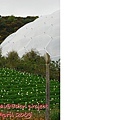 blog-eden project-36.jpg