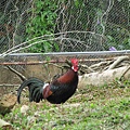 20110405-129.jpg