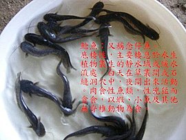 鯰魚