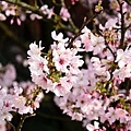 20110305天元宮-10.jpg