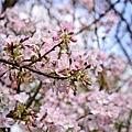 20110305天元宮-43.jpg