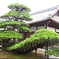 京都行（金閣寺）27.JPG