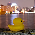 DUCK -7.jpg