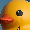 DUCK -13.jpg