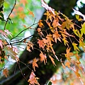 DSC_9388.jpg