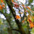 DSC_9378.jpg