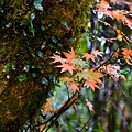 DSC_9387.jpg