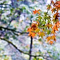 DSC_9390.jpg
