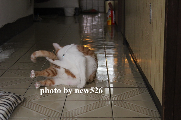 貓-1.jpg