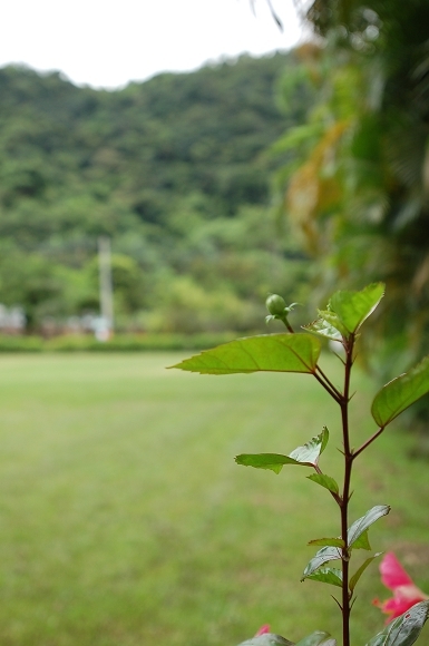 沒開的小花