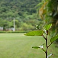 沒開的小花