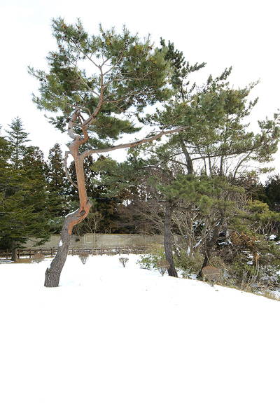 這邊積雪比平地厚一點