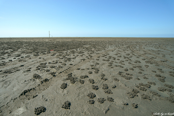 沙地上都是螃蟹推出來的小土堆~好像大便