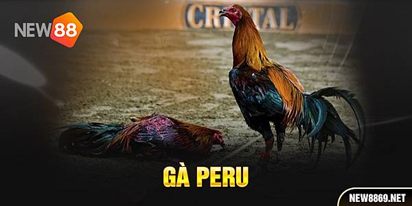 Gà Peru – Sức Mạnh Chiến Đấu M