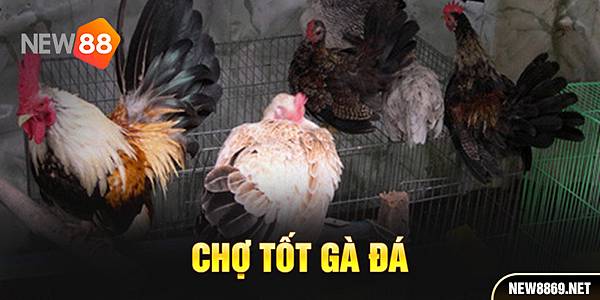 Tìm Hiểu Top Chợ Tốt Gà Đá Nổi