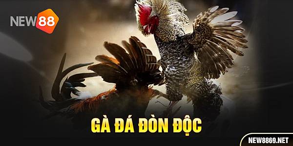 Gà Đá Đòn Độc – Tuyệt Chiêu Di