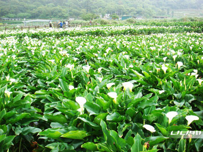 左邊海芋,右邊海芋