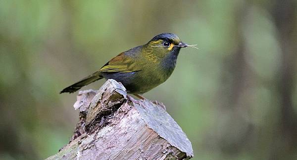 賞鳥.jpg 賞鳥.jpg