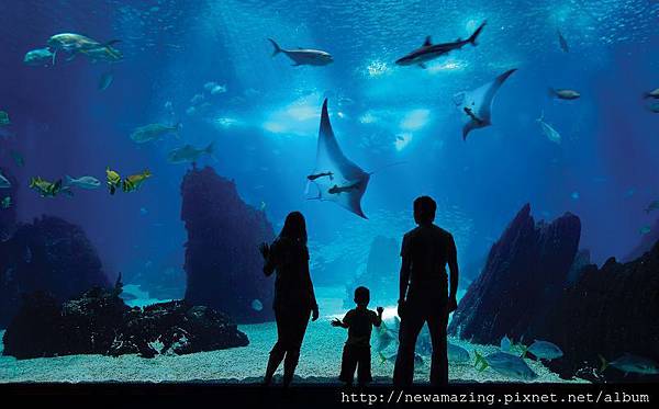 S.E.A. Aquarium_Open Ocean Tank S.E.A. Aquarium_Open Ocean Tank