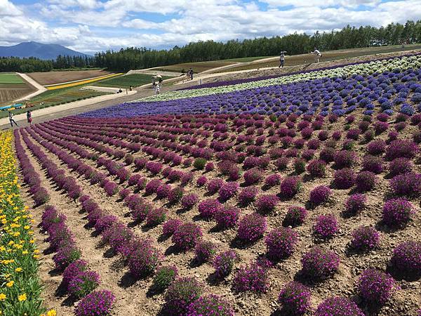 北海道花田 (2).jpg