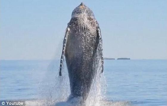 「鯨魚報恩」海面翻滾1小時