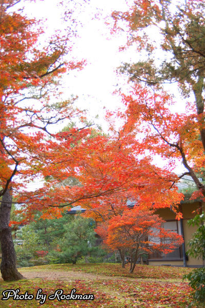 京都之旅 金閣寺紅葉 Newbetty的相簿 痞客邦 京都之旅 金閣寺紅葉 Newbetty的相簿 痞客邦