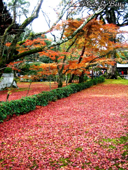 金閣寺紅葉1