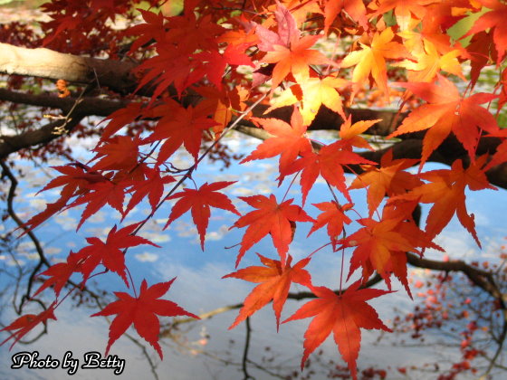 龍安寺紅葉17