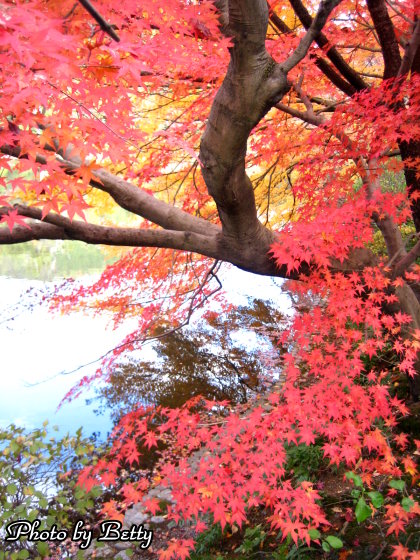 京都之旅 龍安寺紅葉18 Newbetty的相簿 痞客邦