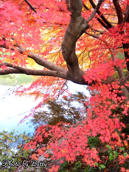 龍安寺紅葉18