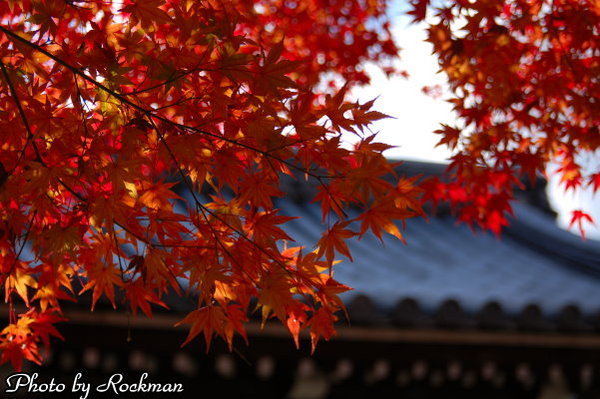 京都之旅 龍安寺紅葉2 Newbetty的相簿 痞客邦 京都之旅 龍安寺紅葉2 Newbetty的相簿 痞客邦