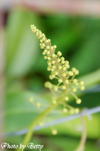 豬籠草的花