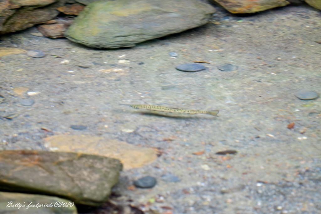 DSCF8136.jpg DSCF8136.jpg