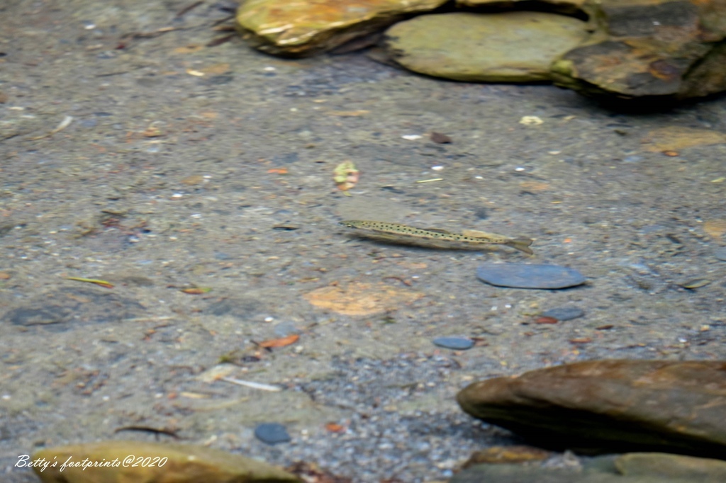 DSCF8137.jpg DSCF8137.jpg