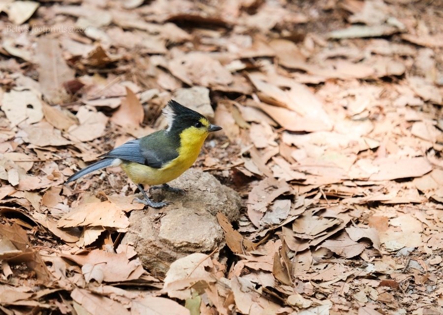 batch_DSCF0010.jpg batch_DSCF0010.jpg