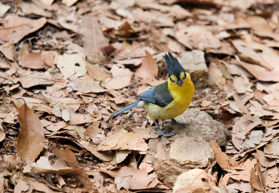 batch_DSCF0011.jpg batch_DSCF0011.jpg