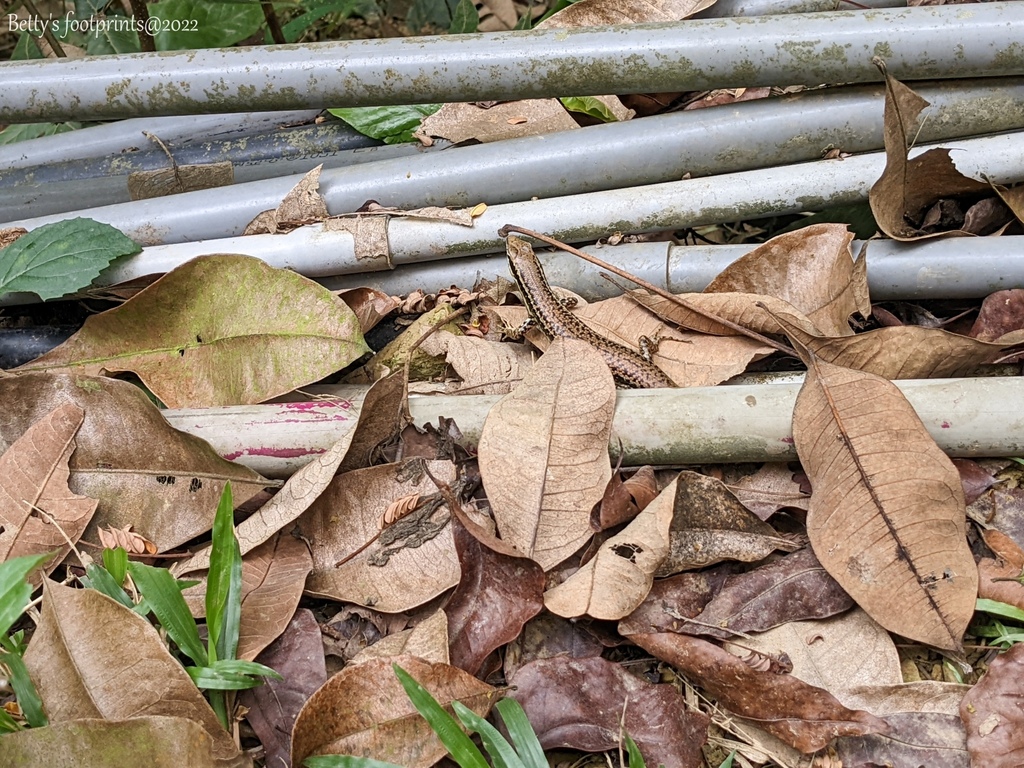 PXL_20220417_043014702.jpg PXL_20220417_043014702.jpg