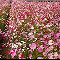 2009大寮波斯花海02.JPG