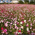 2009大寮波斯花海03.JPG