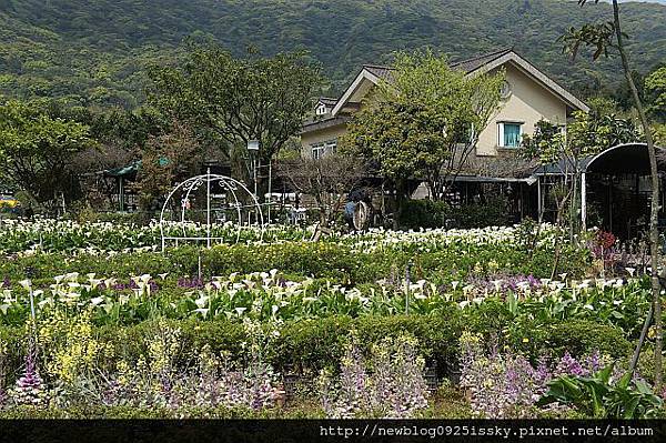 苗榜海芋園 DSC03799